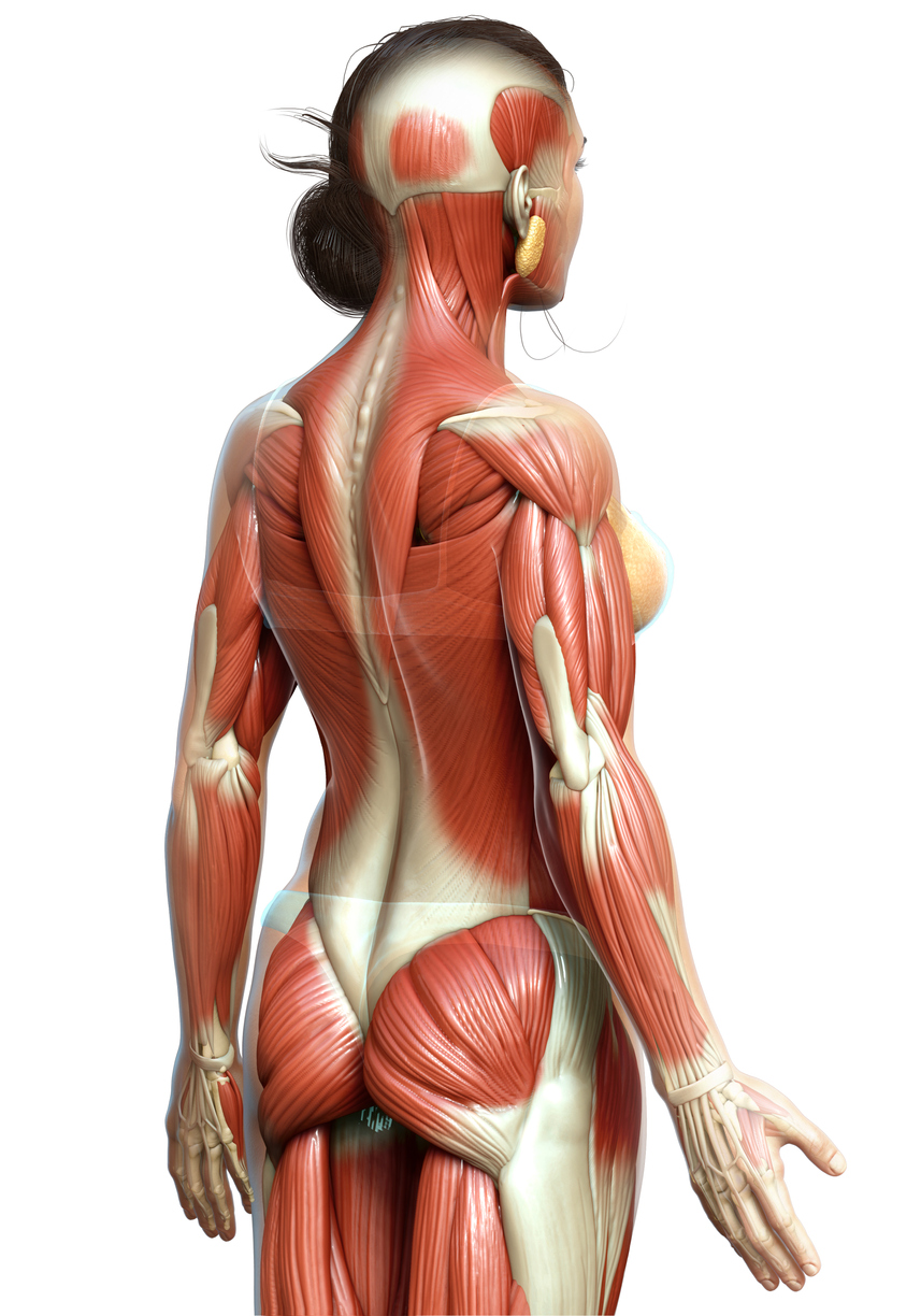 Weibliches Muskelsystem